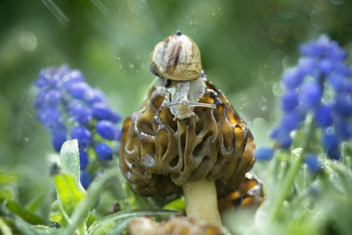 Улитка Шахты выхлопа