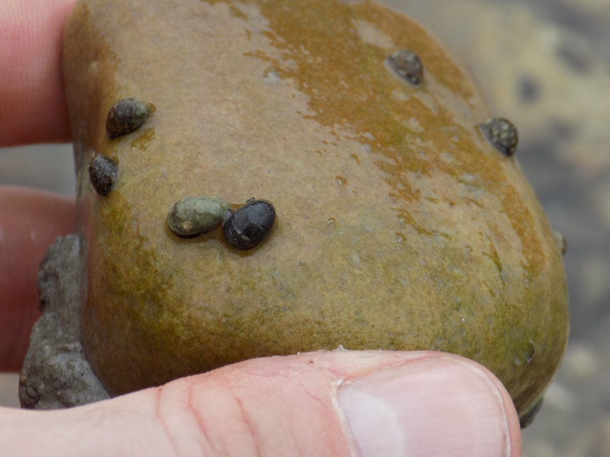 Теодоксус флувиатилис