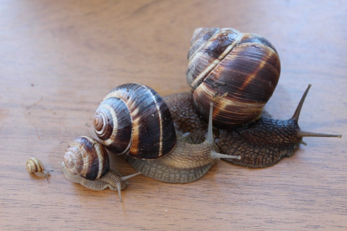 Ферма Snail. Snail Bio улиток