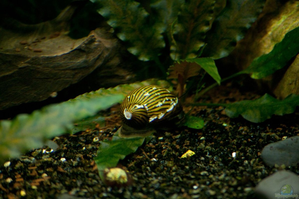 Икра улиток Неретин