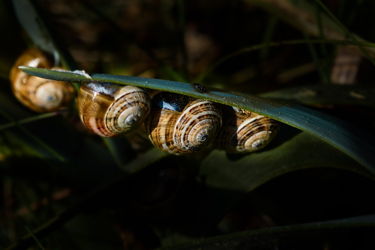 Улитка Rhinocochlis nasuta.