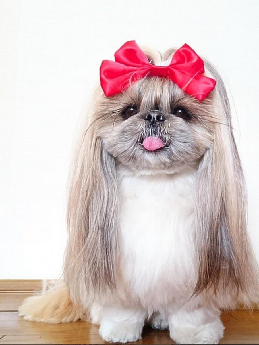 Собачка ши тцу