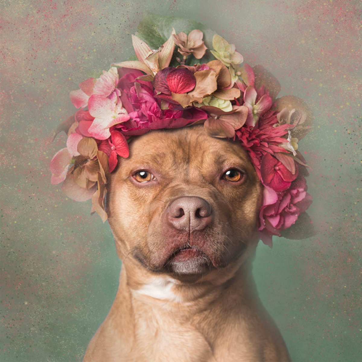 Софи Гаманд