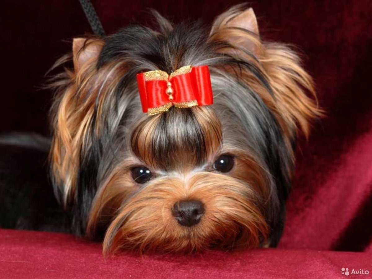 Мини ёршский терьер