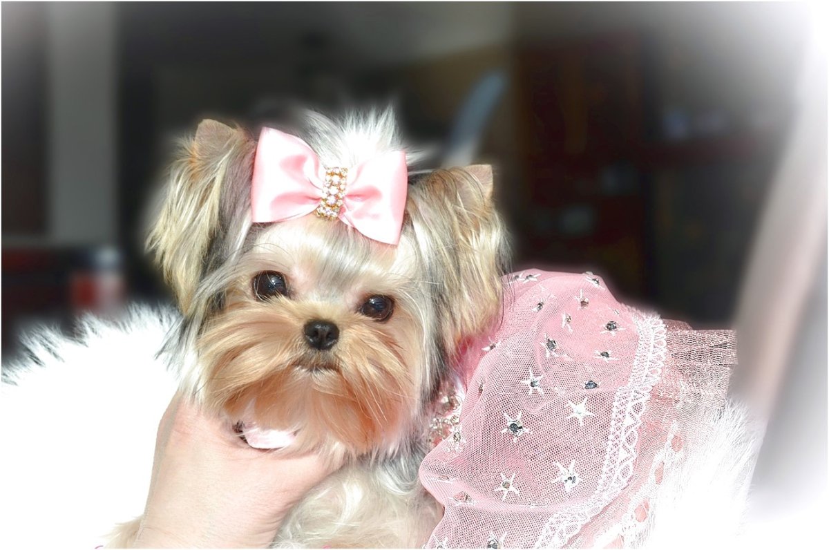 Йорк мини бэби фейс