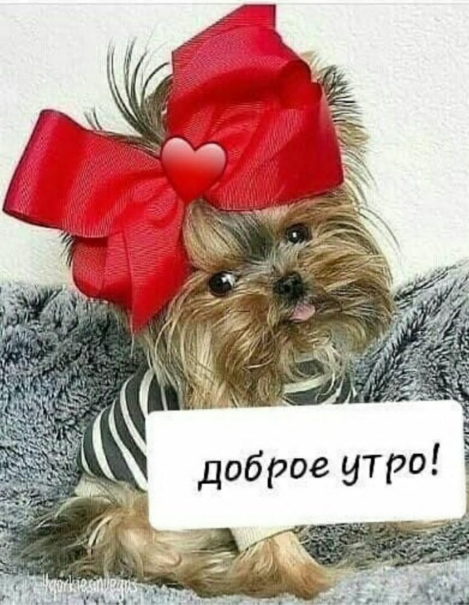 Открытки с йорками