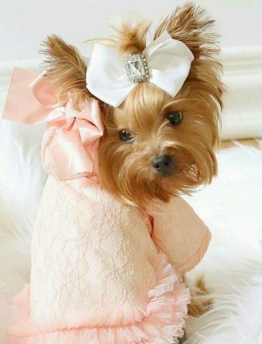 Собака Йоркширский терьер девочка