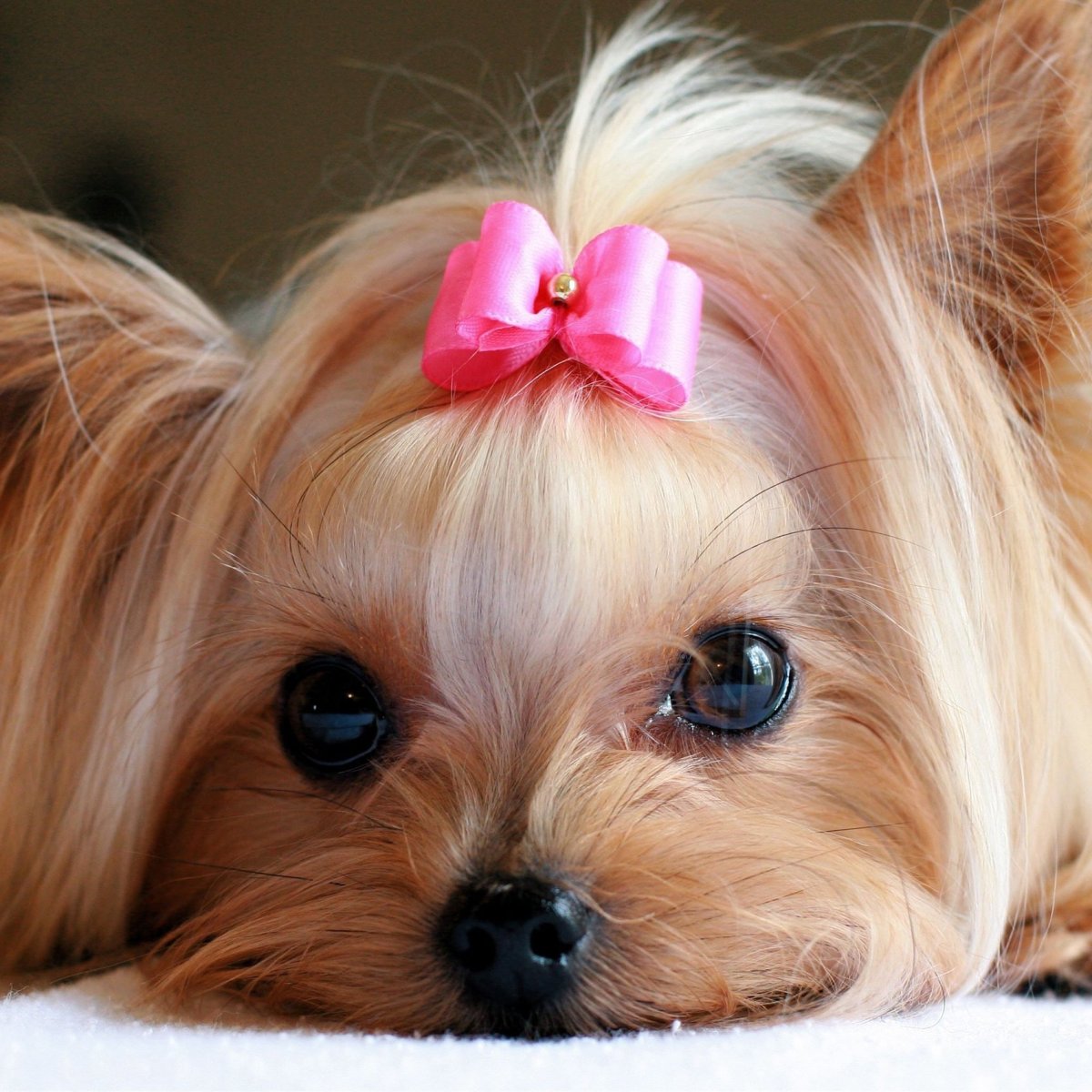 Собачки маленькие с бантиком порода