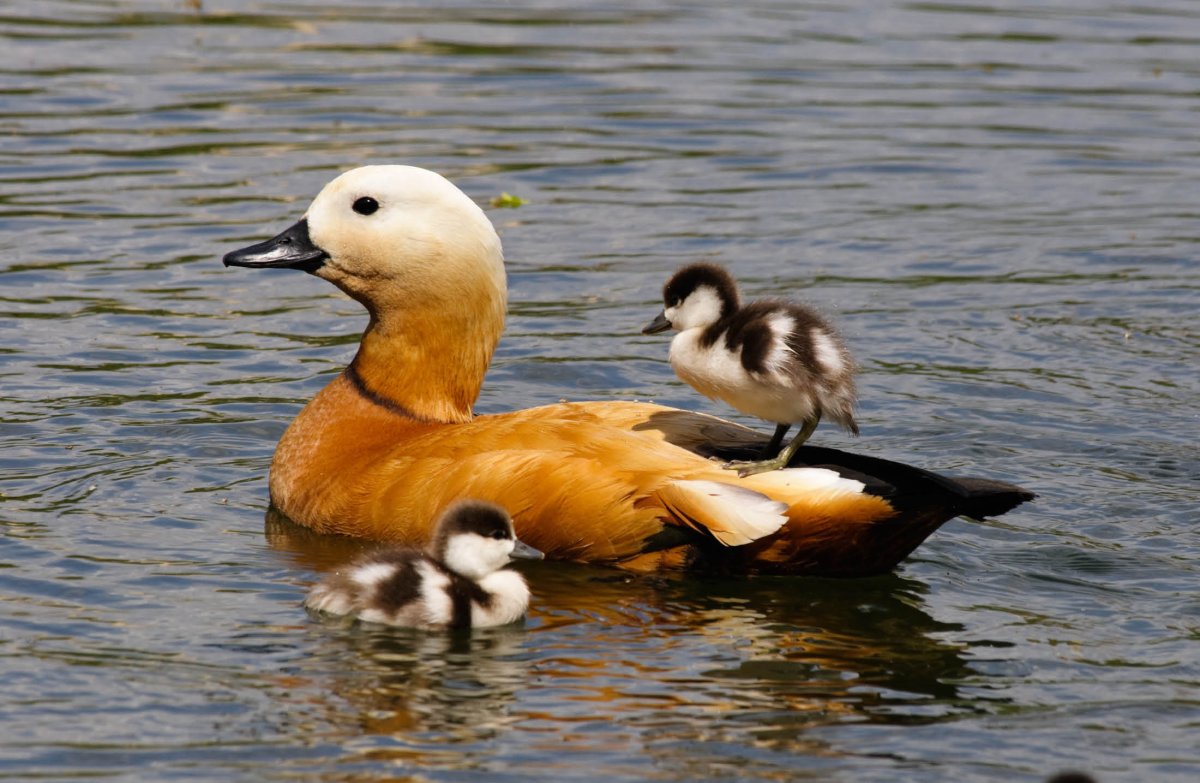 Огарь утка самец