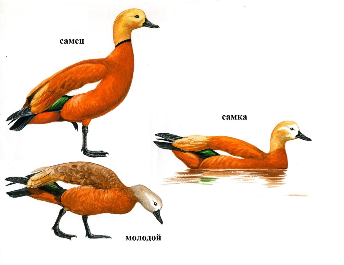 Огарь самка и самец