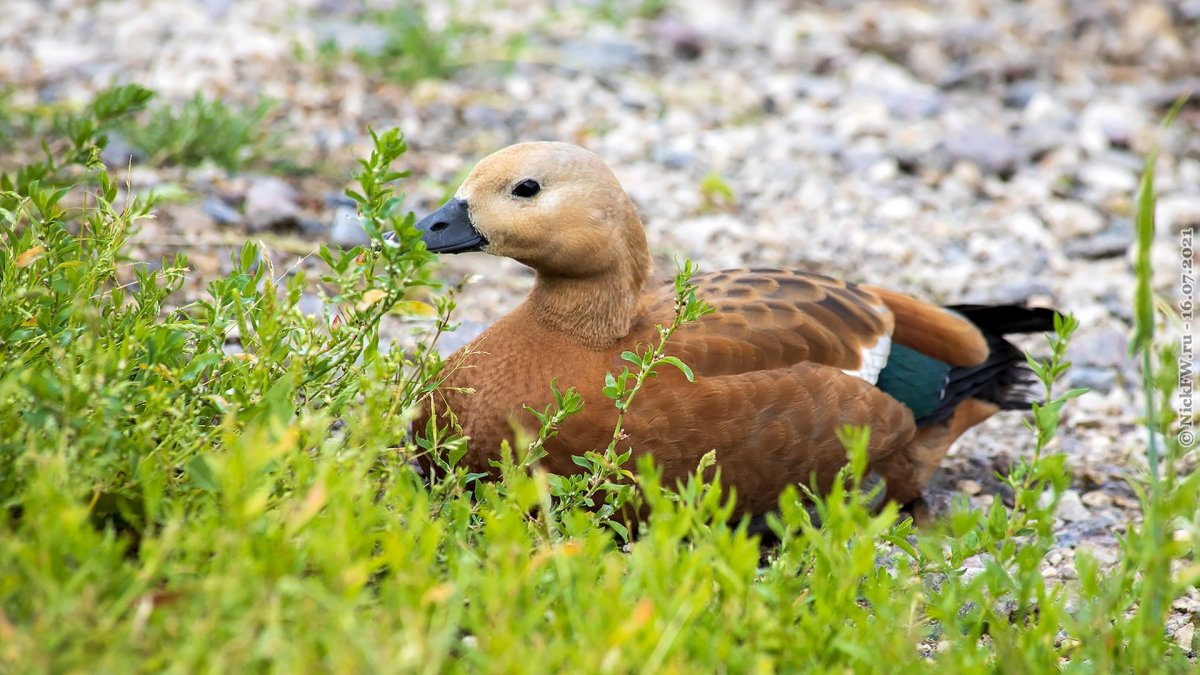 Утка Огарь с утятами