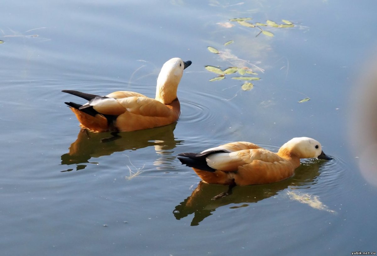 Огарь парк Яуза