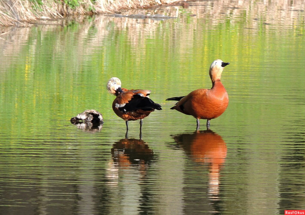 Водоплавающие птицы