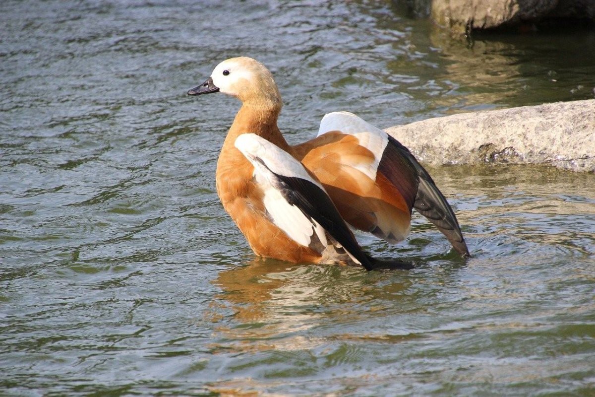 Огари с утятами