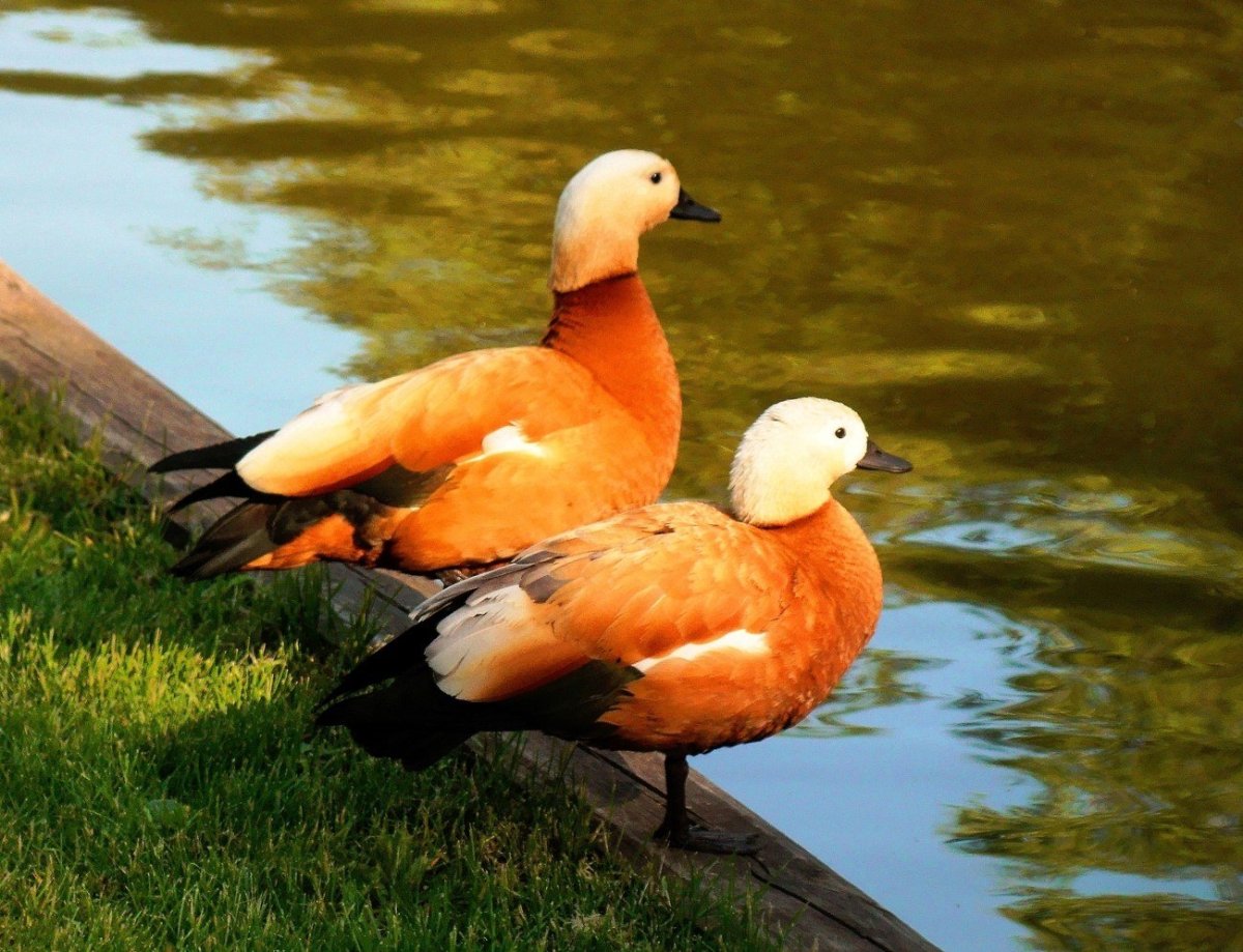 Красная утка Огарь