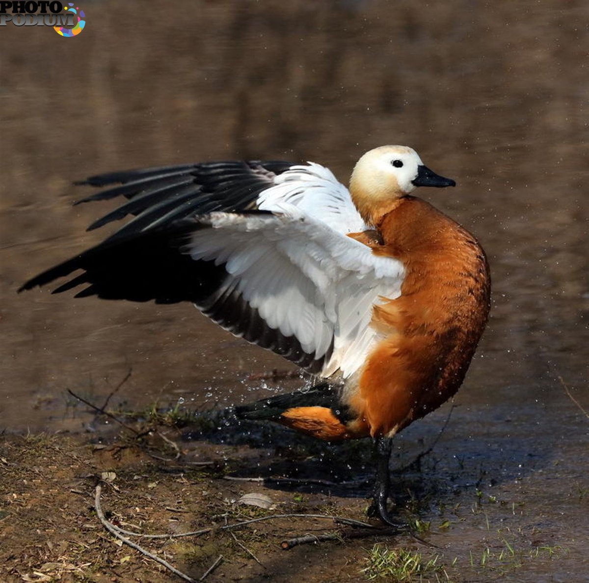 Дикие гуси Огарь