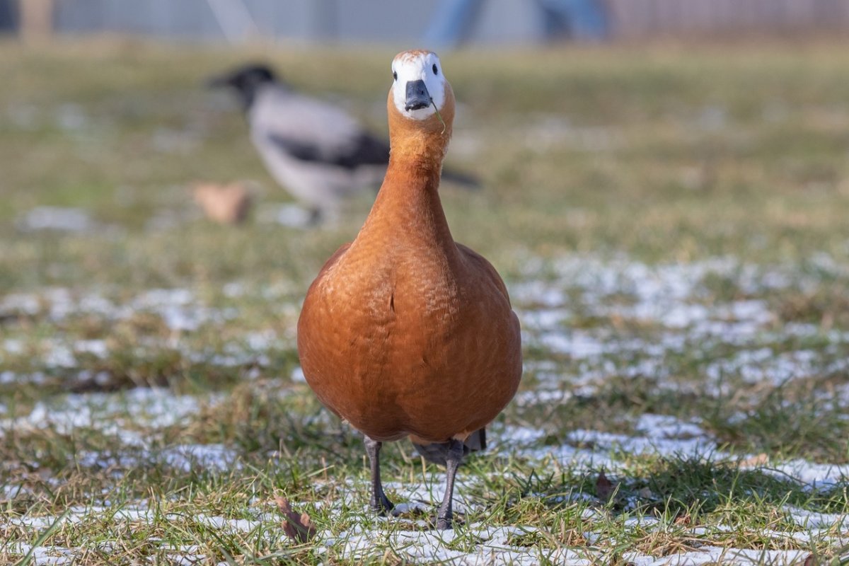 Птицы Тульской