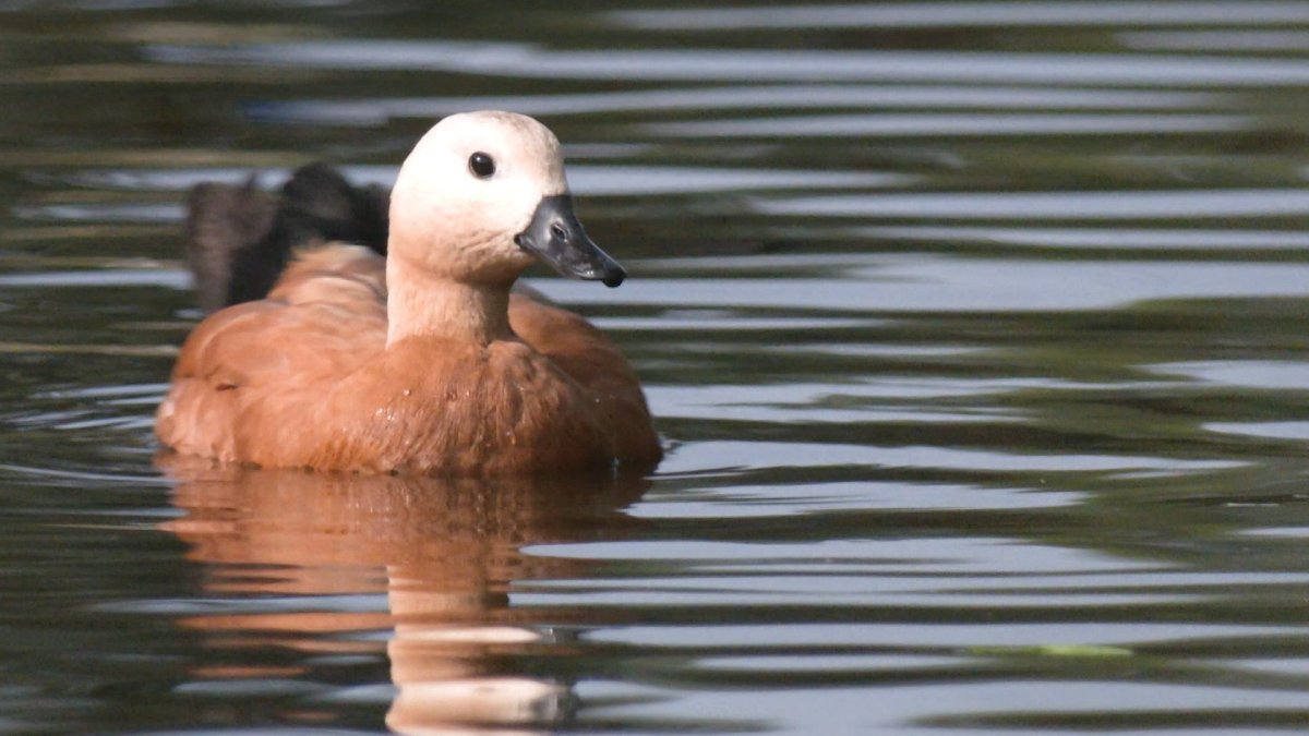 Утята огаря