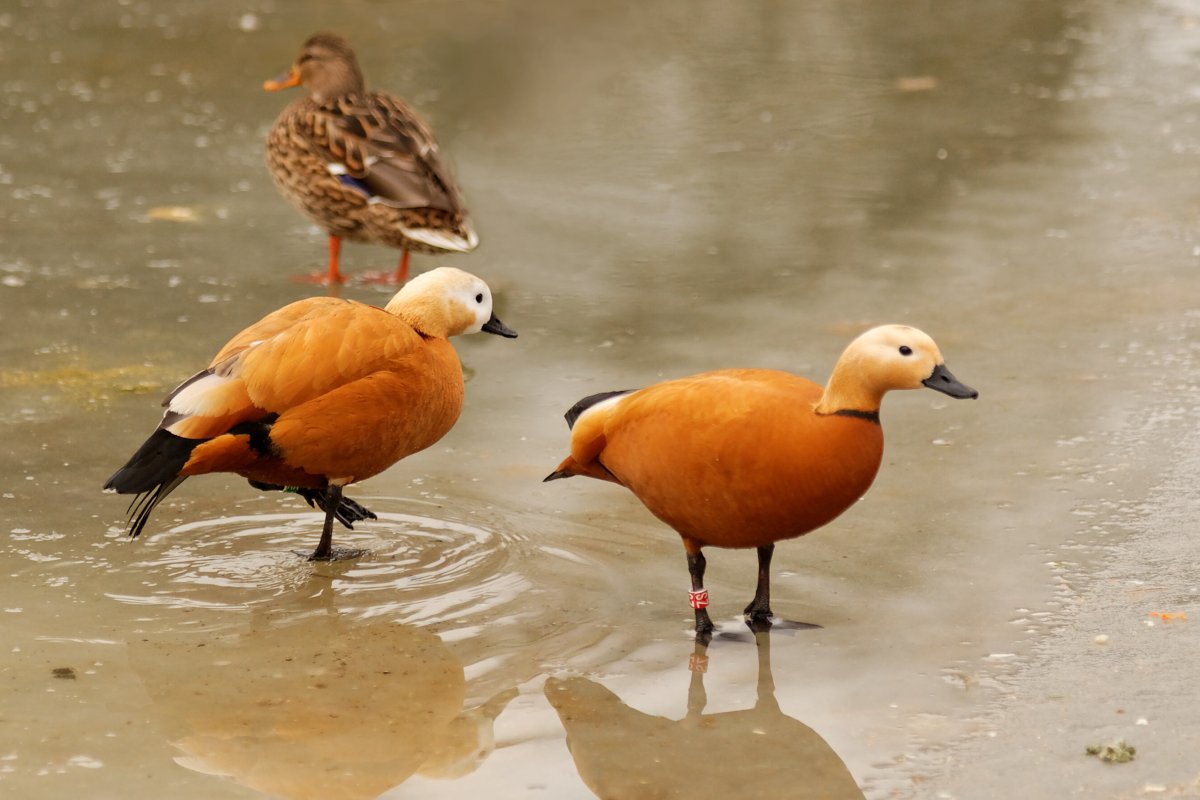 Огари с утятами