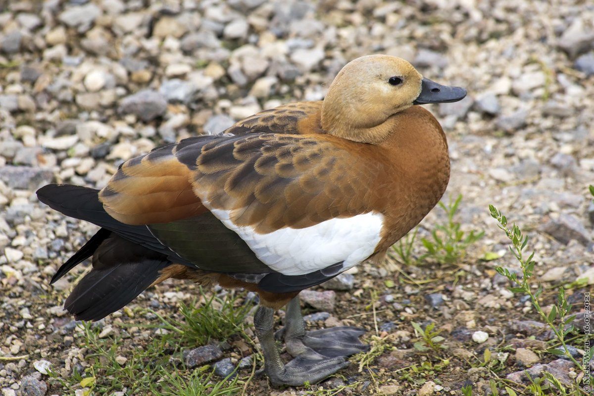 Огарь кряква гибрид