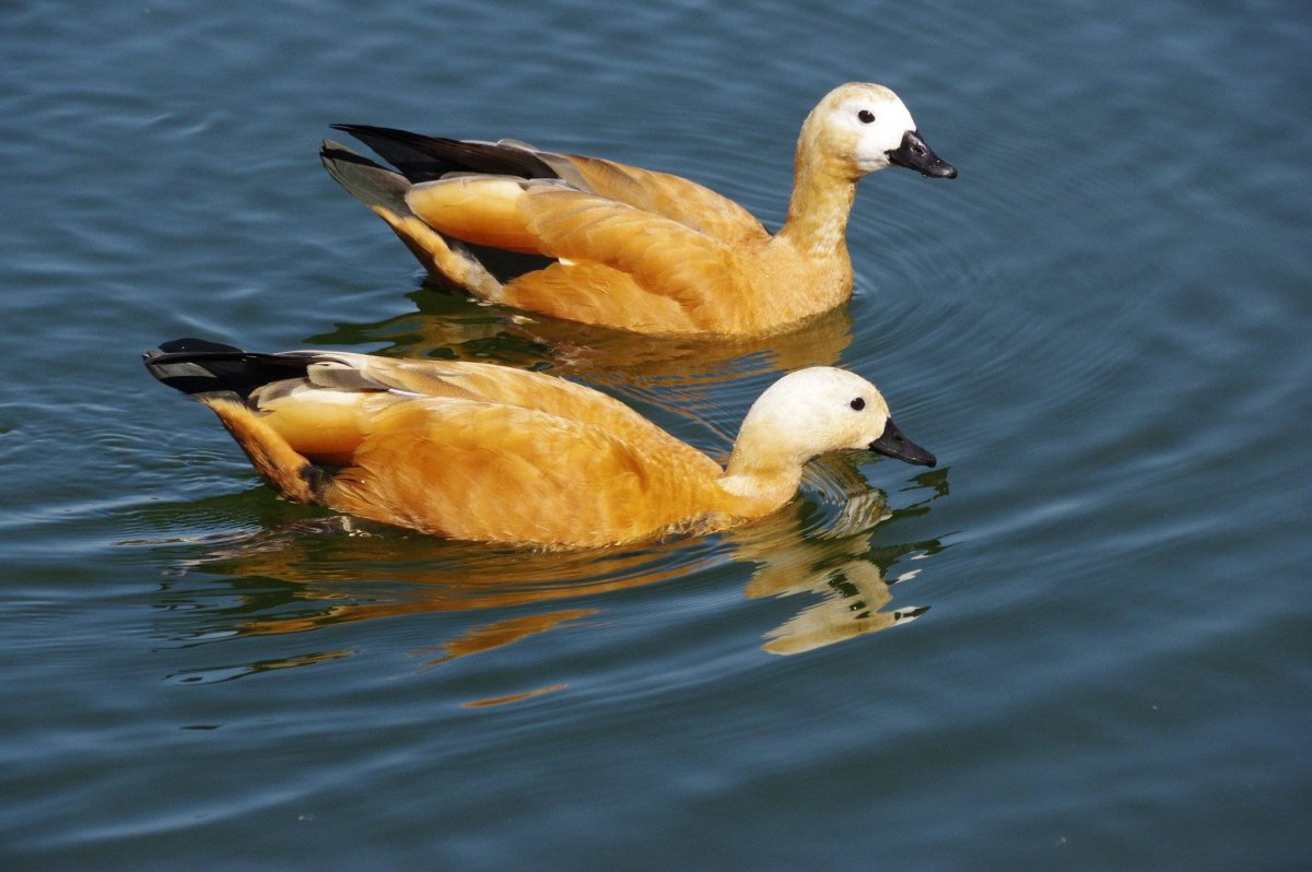 Дикие утки Огарь