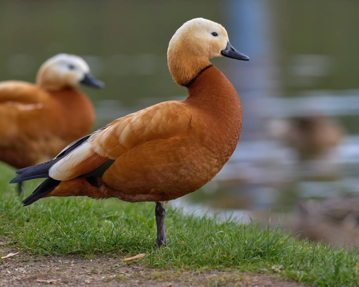 Огари в доме