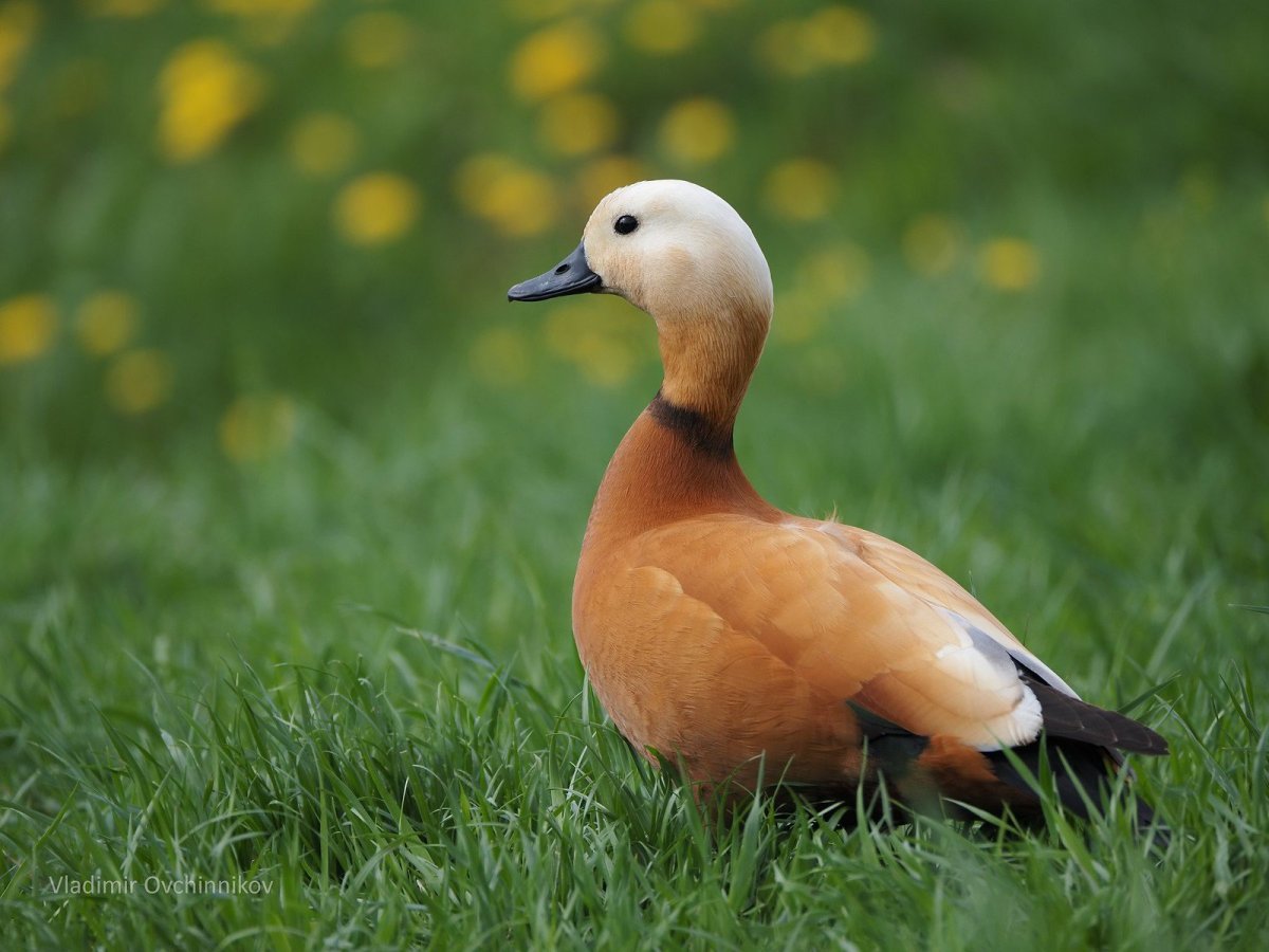 Турпан Огарь