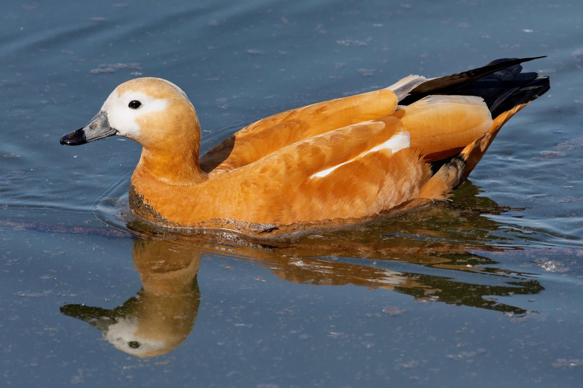 Огарь селезень