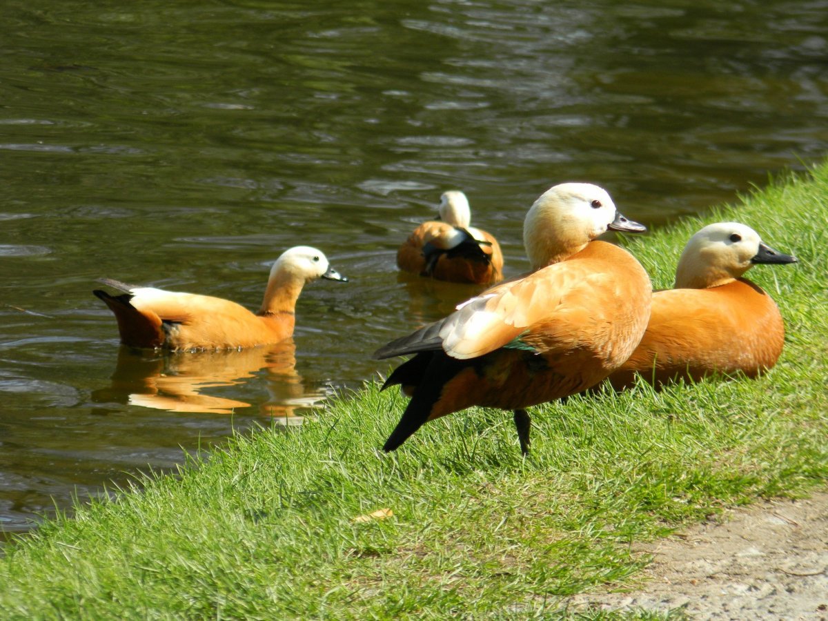 Огарь утка в Подмосковье