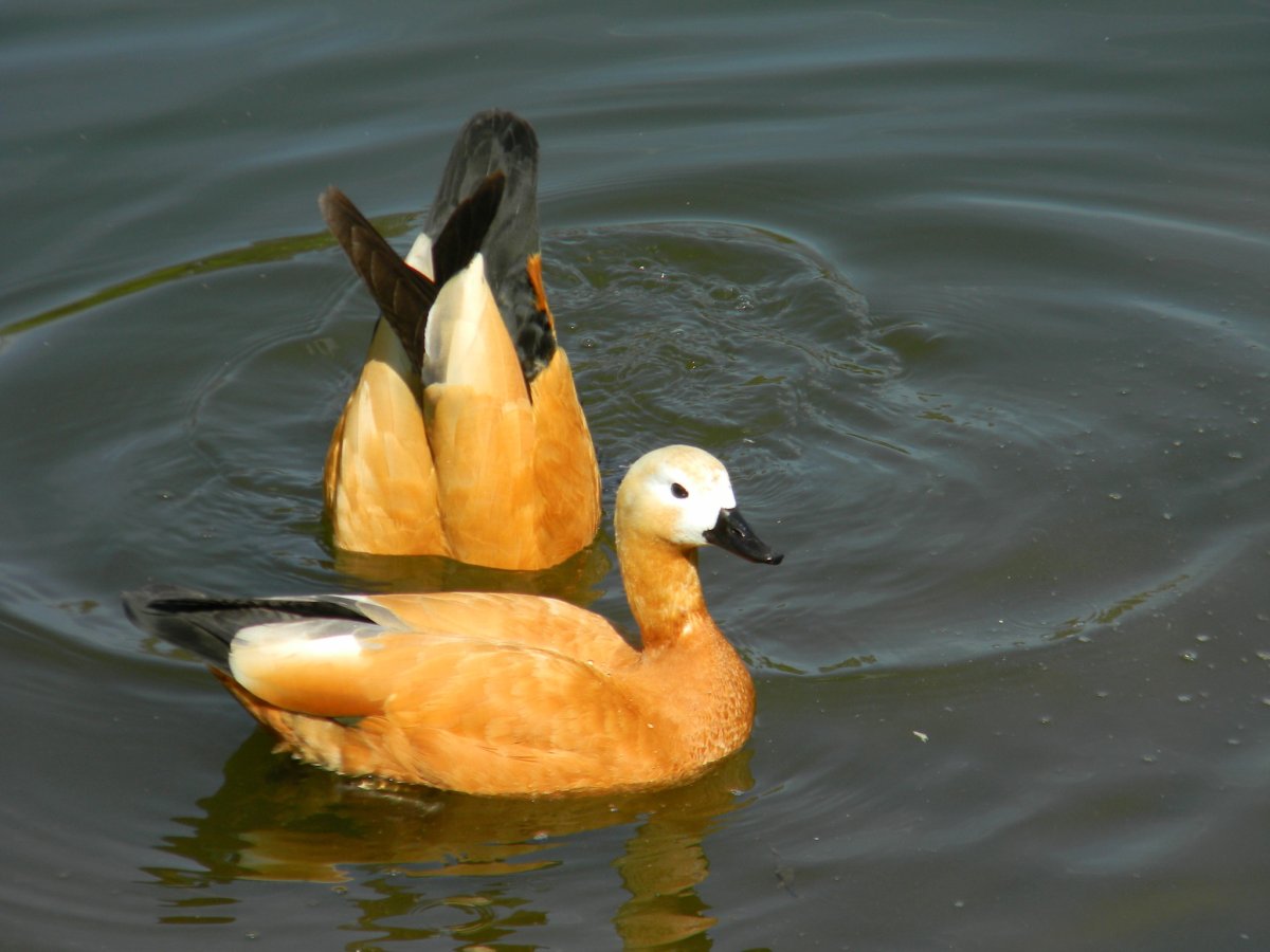 Дикие утки Огарь