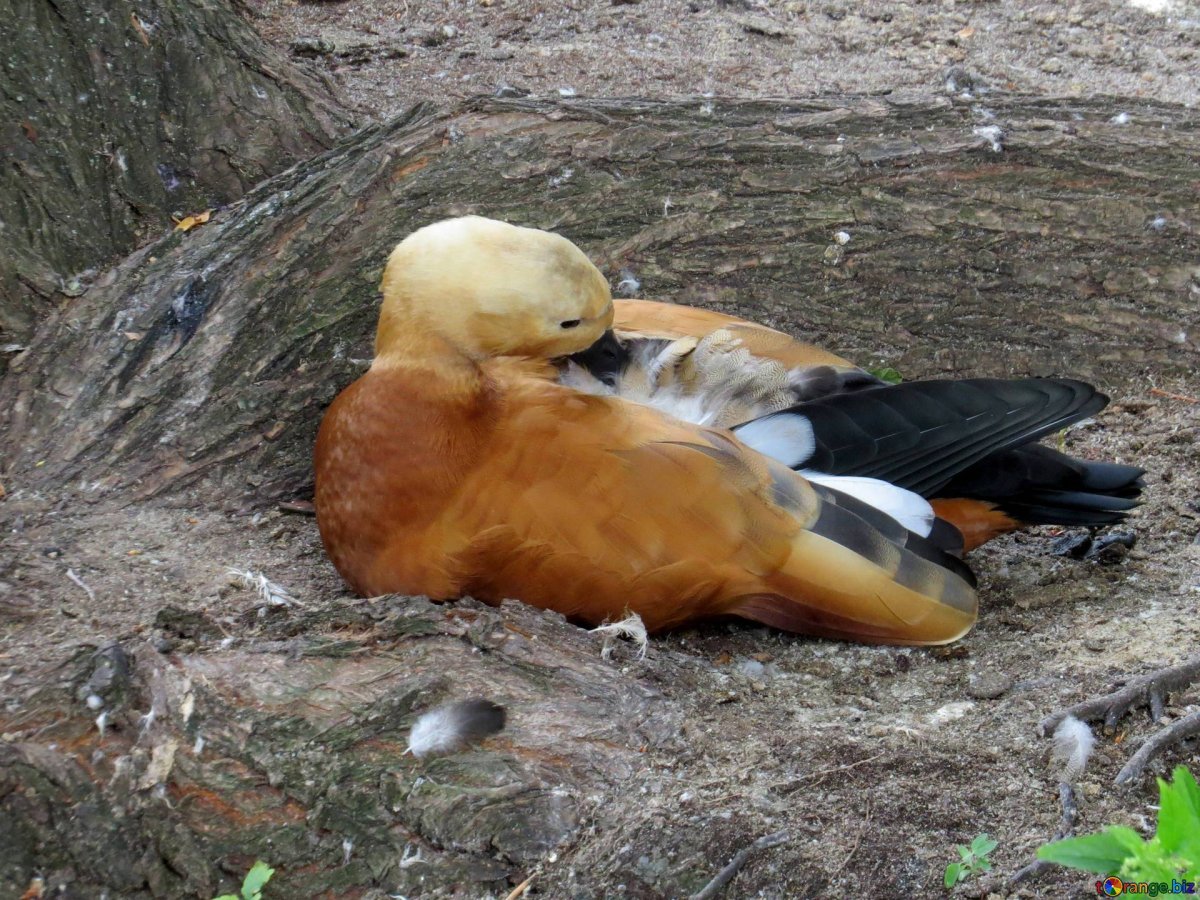 Огарь самка