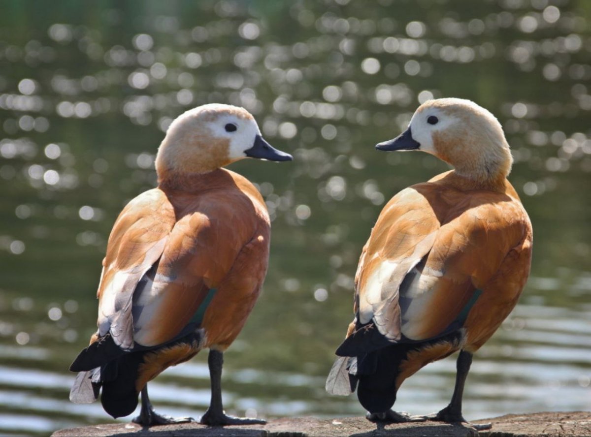 Огарь утка птенцы