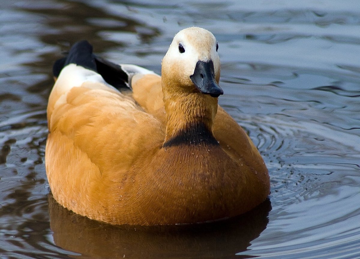 Красная утка Огарь