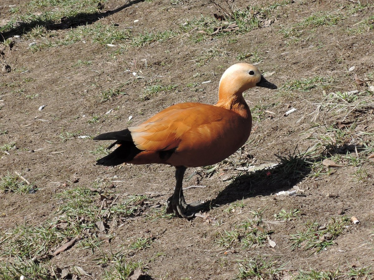 Оранжевые утки