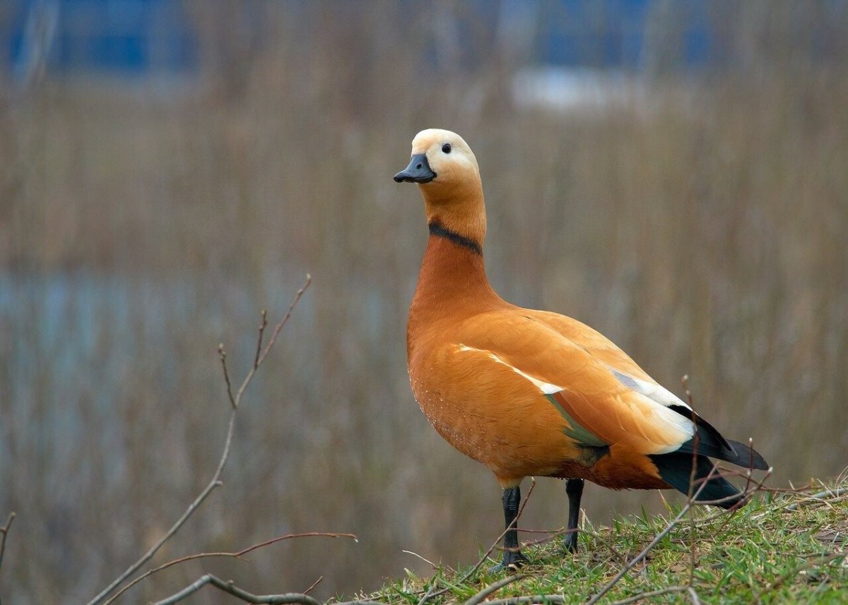 Красная утка Огарь