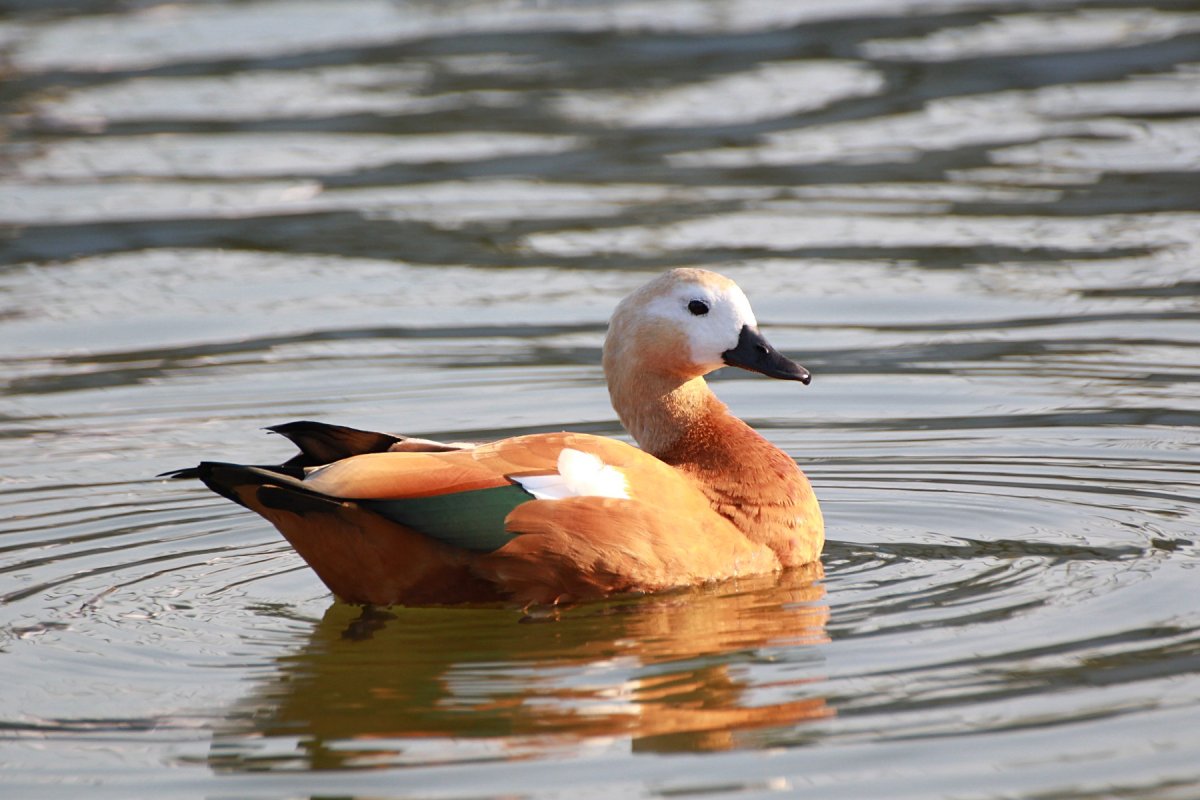 Красная утка Огарь