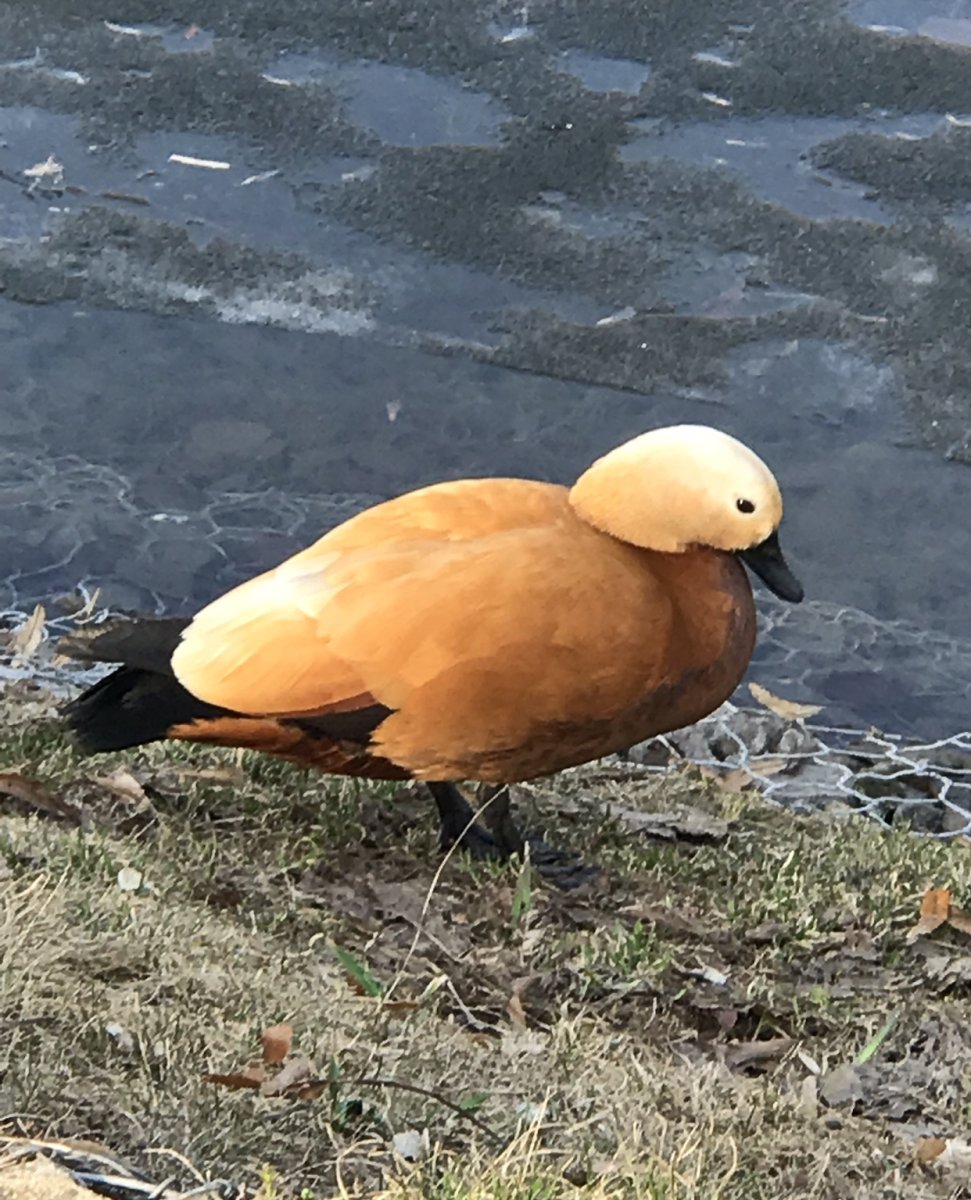 Дикая утка Огарь