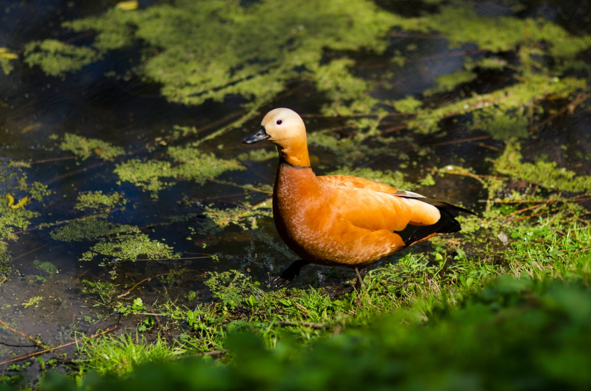 Сколько стоит красная утка Огарь