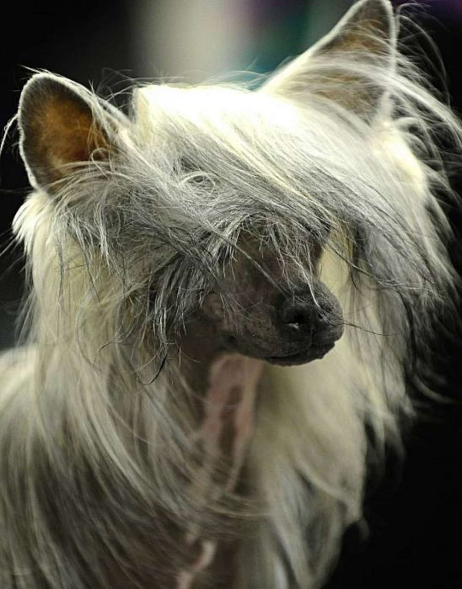 Хохлатая борзая