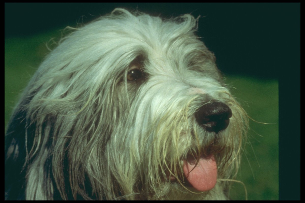 Собака с челкой