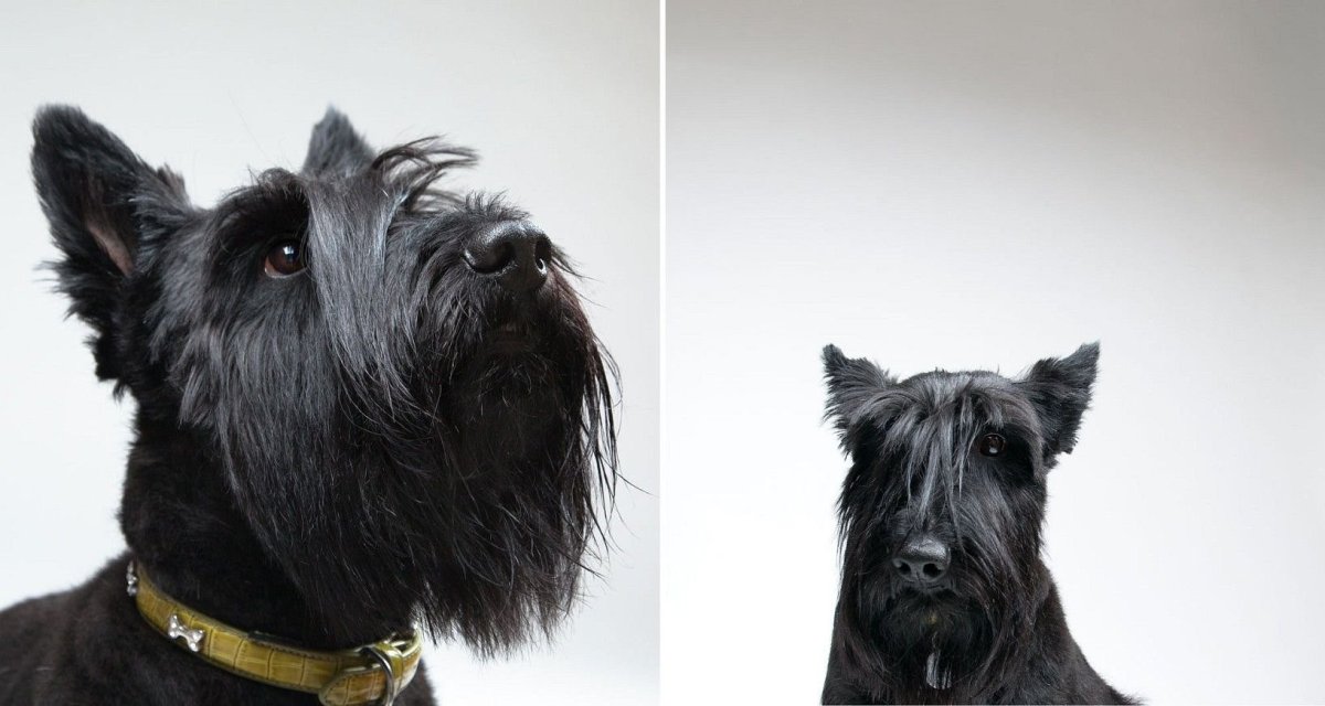 Собака с челкой на глазах