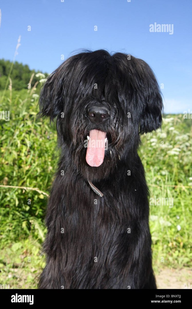 Большая черная собака с длинной шерстью