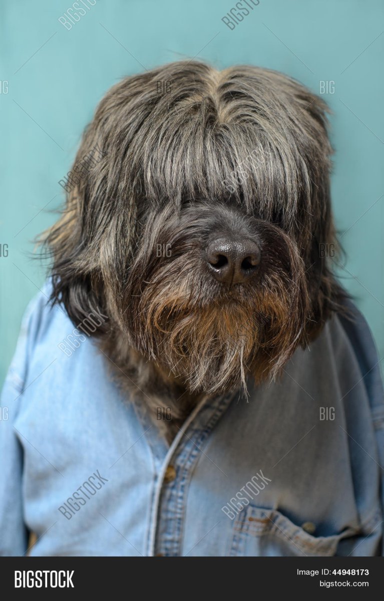 Футболка лохматая собака shipdog