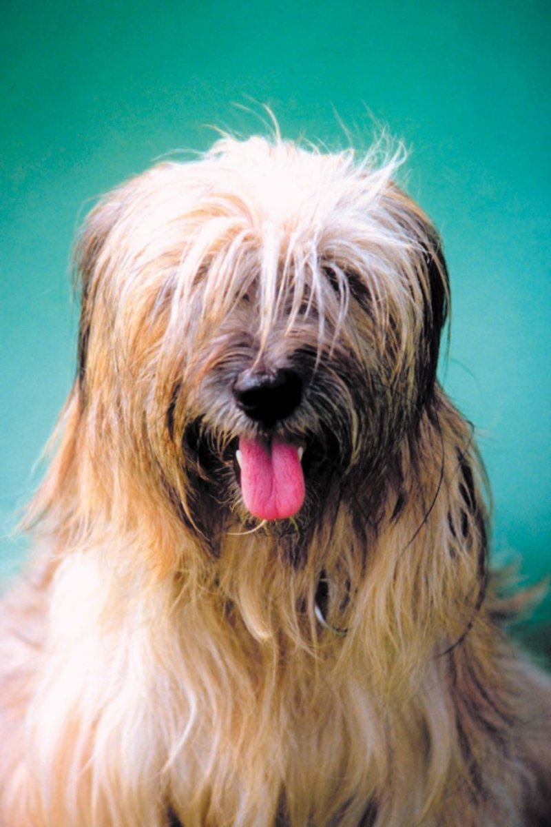 Большие собаки с длинной шерстью