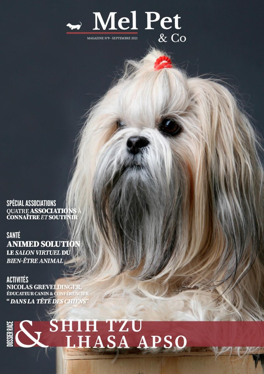 Лхасский терьер