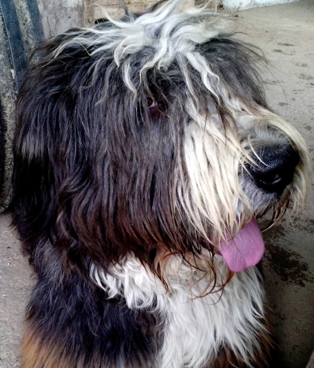 Собака с длинной шерстью на глазах