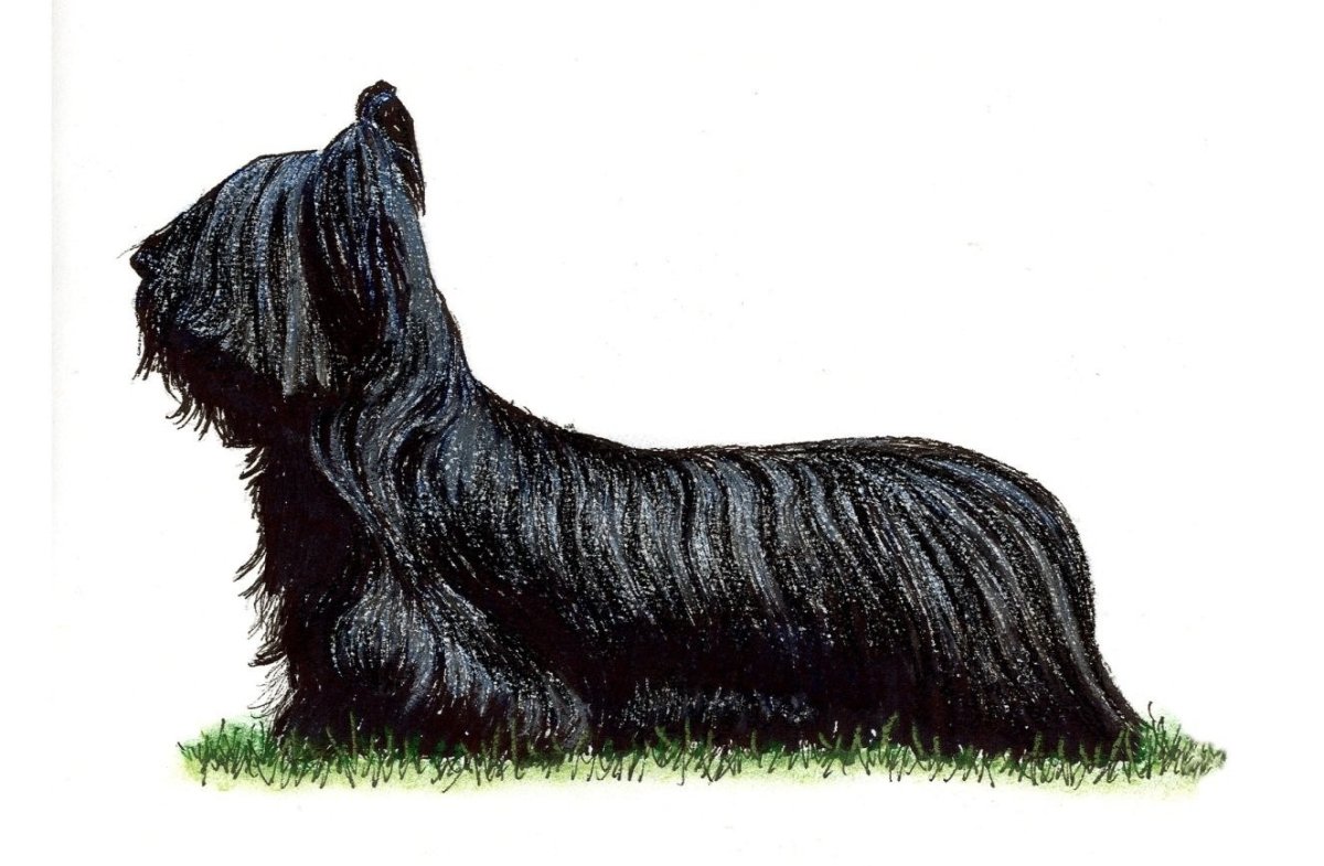 Стандарт FCI Скай терьер