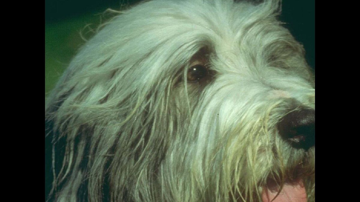 Порода собак с шерстью на глазах