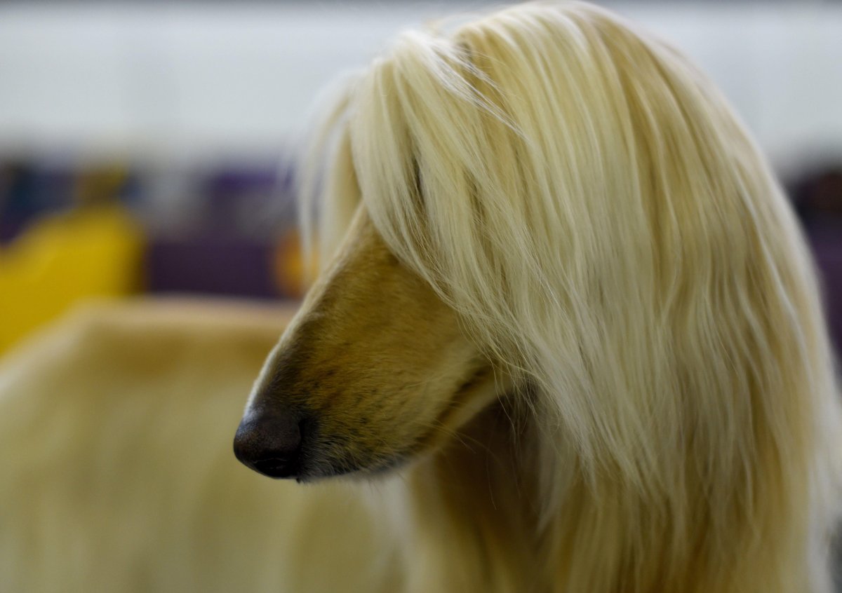 Афганская борзая с челкой