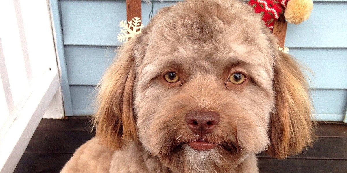 Собака с шерстью на глазах